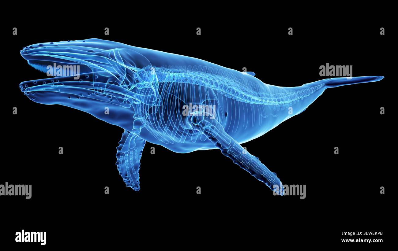 Darstellung des Skelettsystems eines Buckelwals (Megaptera novaeangliae) In der lateralen Ansicht. Stockfoto