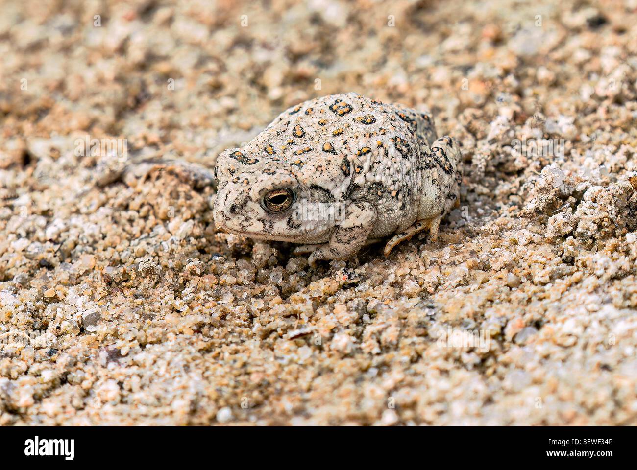 Ein junger Woodhouse-Kröte (Anaxyrus woodhousii), der sich in seine sandige Umgebung im Cherry Creek State Park in Colorado einfügt. Stockfoto