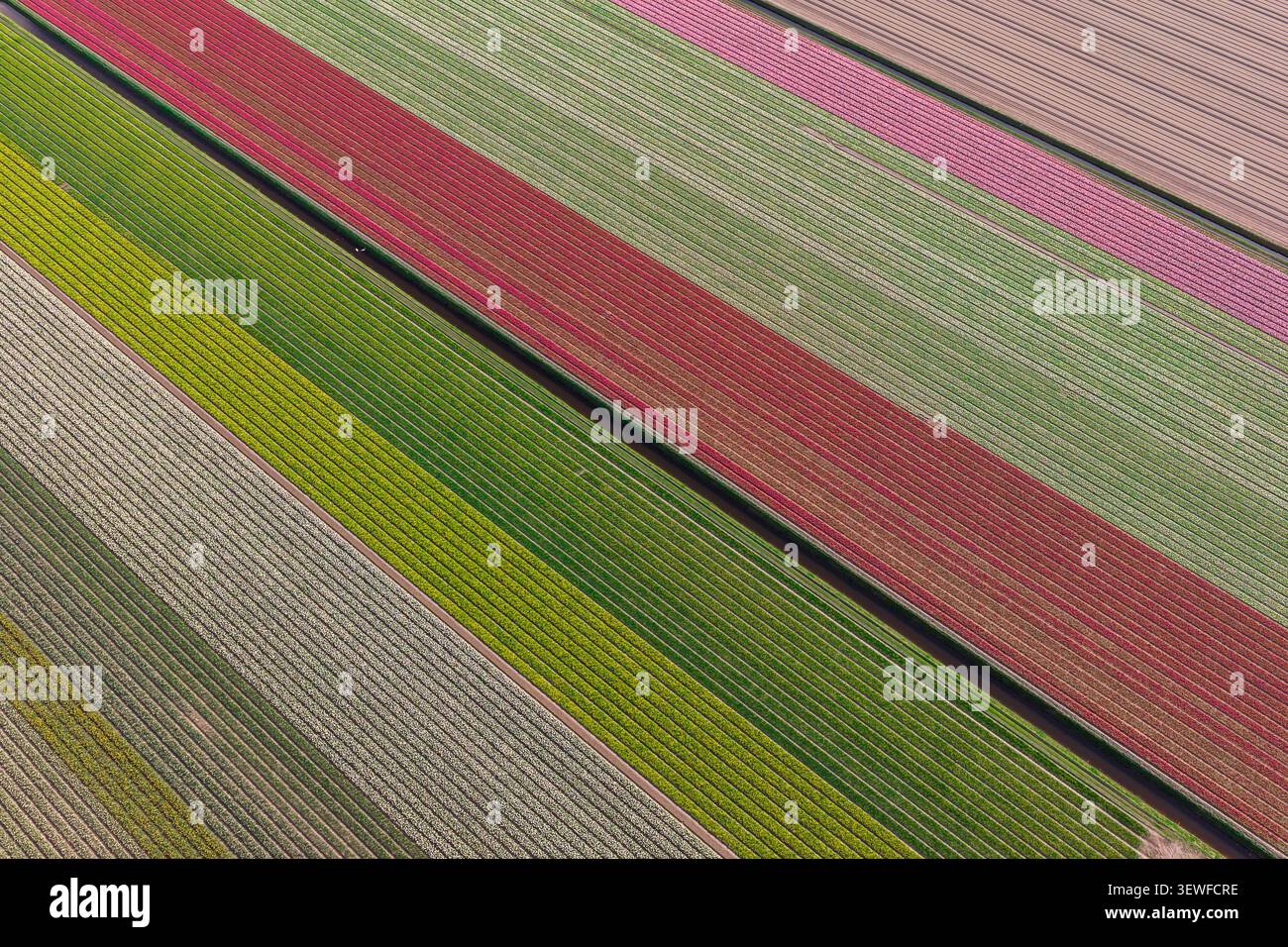 Direkte Drone-Ansicht von diagonalen Bollenstreek-Blumenfeldstreifen in leuchtend roten, rosa, gelben, grünen und weißen Tulpen (Tulipa) und Hyazinthen (Hyac Stockfoto