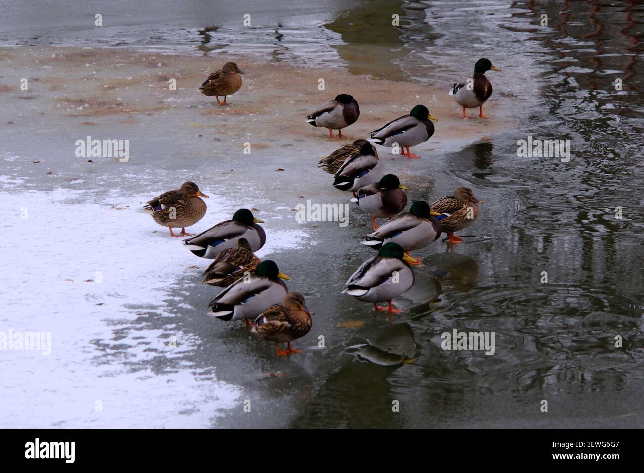 Stockenten-Herde, die im Winter auf der Eis- und Schneeschicht auf der Oberfläche des Flusses Eskilstunaån gesammelt wurden. Stockfoto