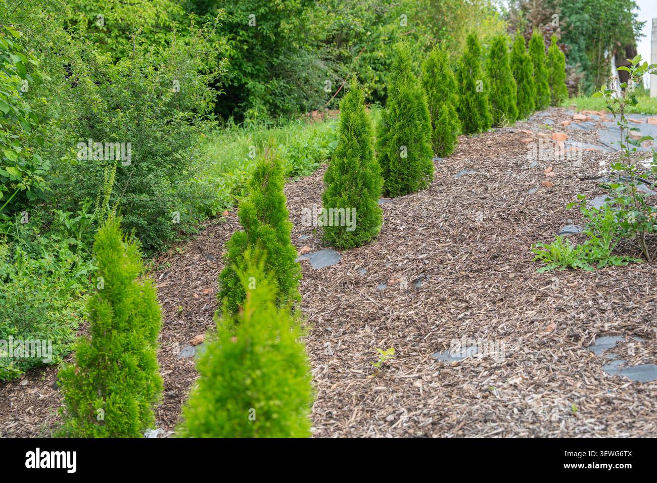 Lineare perspektivische Ansicht einer Reihe junger grüner Thuja-Bäume (arborvitae), die in einem mit natürlichem Hackschnitzel-Mulch bedeckten Gartenbeet gepflanzt wurden. Modern Stockfoto