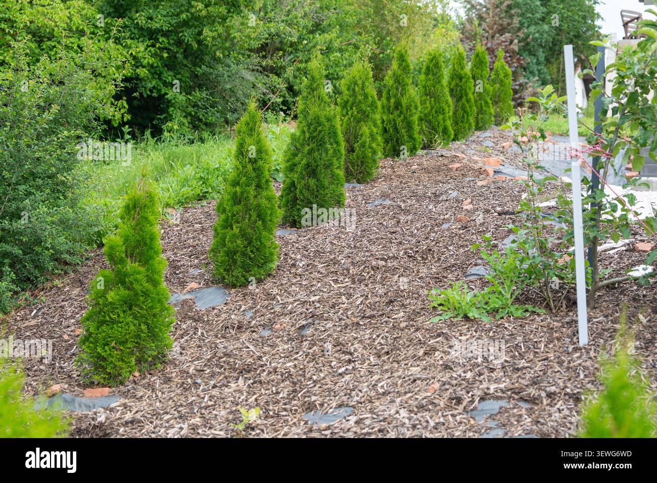 Horizontaler Schuss einer ordentlichen Reihe junger immergrüner Thuja-Pflanzen in einem landschaftlich gestalteten Hinterhofbeet, stark gemulcht mit braunen Holzspänen, um Unkraut zu verhindern Stockfoto