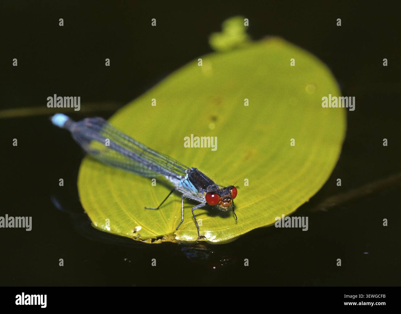 Erythromma Najas, großes Granatapfelauge, roäugige Jungfliege, Jungfliegen, Libellen, Insekten, leo, Libellen, männlich, odonata, Zygoptera Stockfoto