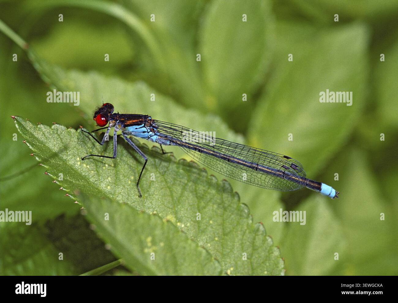 Erythromma Najas, großes Granatapfelauge, roäugige Jungfliege, Jungfliegen, Libellen, Insekten, leo, Libellen, männlich, odonata, Zygoptera Stockfoto