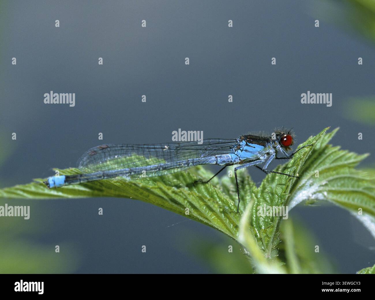 Erythromma Najas, großes Granatapfelauge, roäugige Jungfliege, Jungfliegen, Libellen, Insekten, leo, Libellen, männlich, odonata, Zygoptera Stockfoto