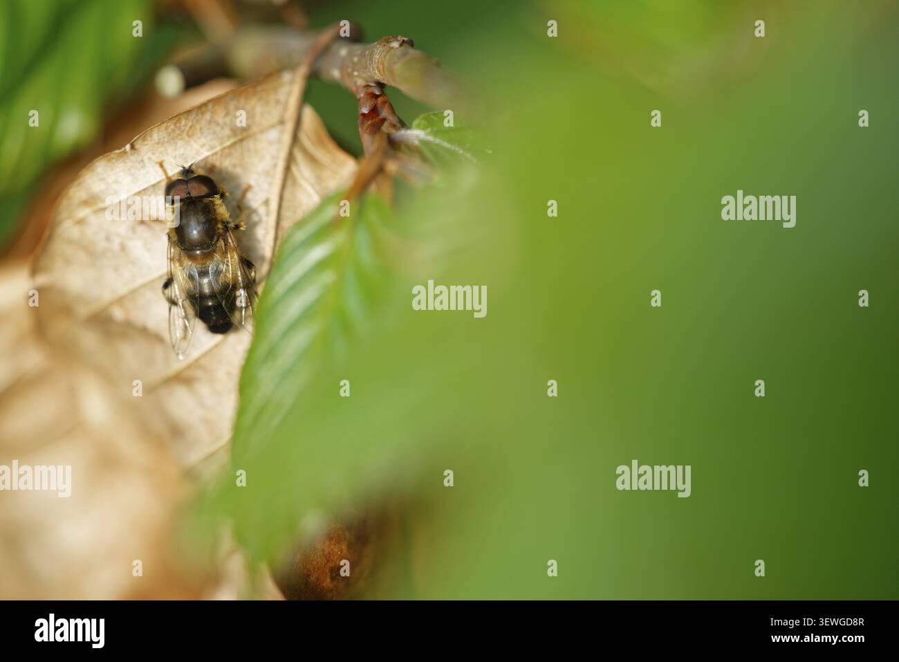Eine Walddungbiene (Eristalis pertinax) auf einem braunen Blatt einer europäischen Buche (Fagus silvatica), Kempen, Landkreis Viersen, Nordrhein-Westfalen Stockfoto