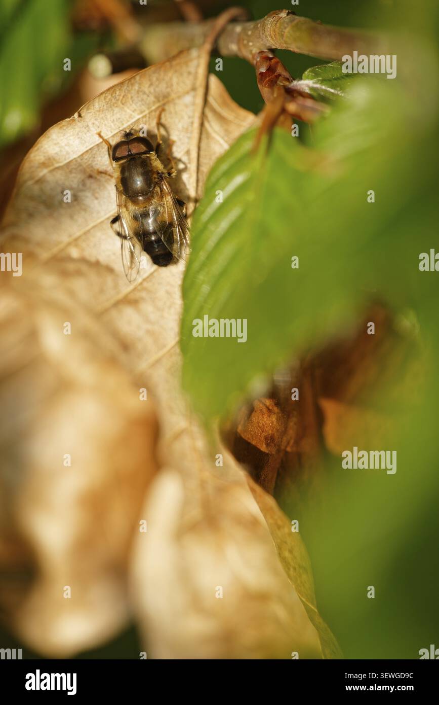 Eine Walddungbiene (Eristalis pertinax) auf einem braunen Blatt einer europäischen Buche (Fagus silvatica), Kempen, Landkreis Viersen, Nordrhein-Westfalen Stockfoto