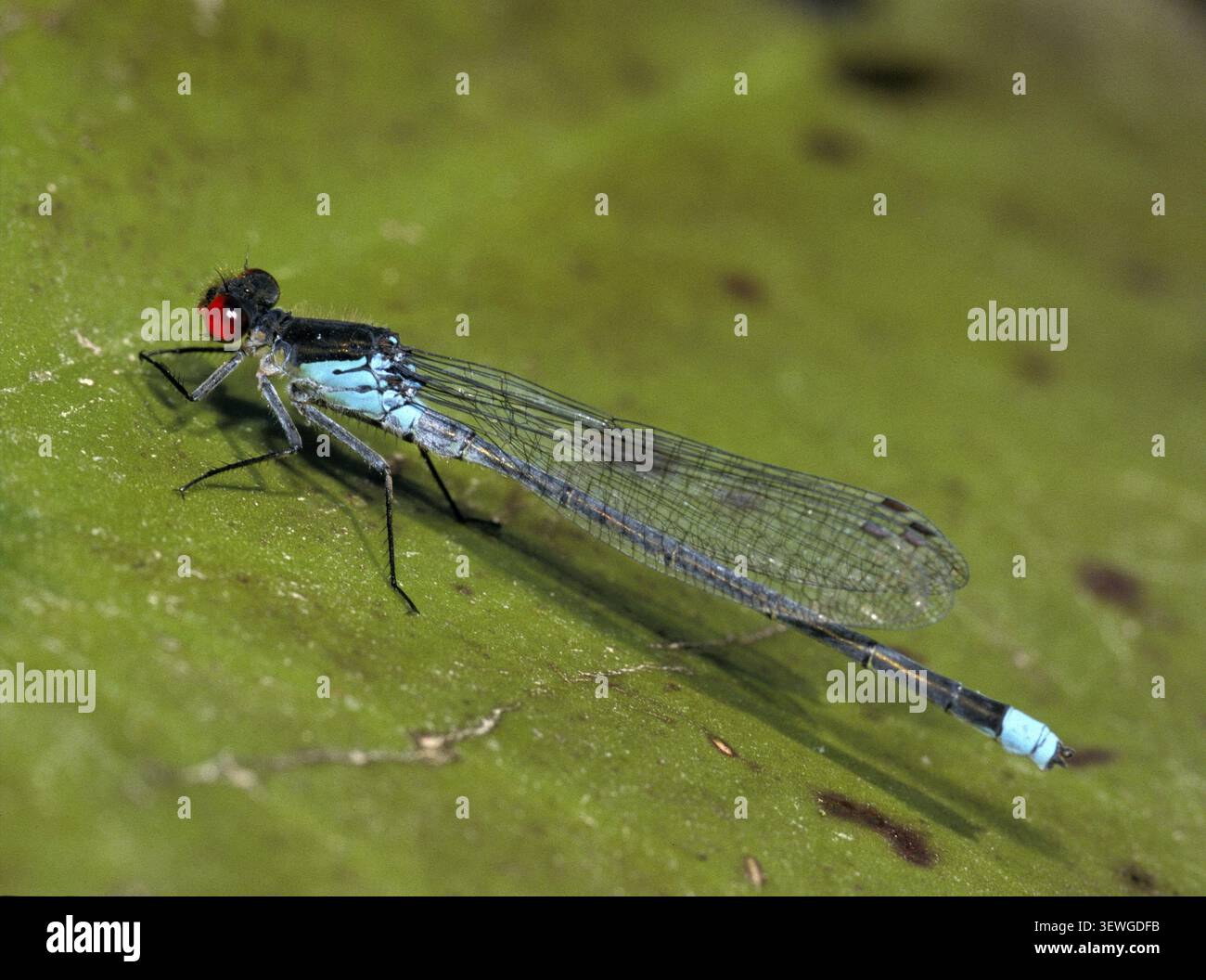 Erythromma Najas, großes Granatapfelauge, roäugige Jungfliege, Jungfliegen, Libellen, Insekten, leo, Libellen, männlich, odonata, Zygoptera Stockfoto