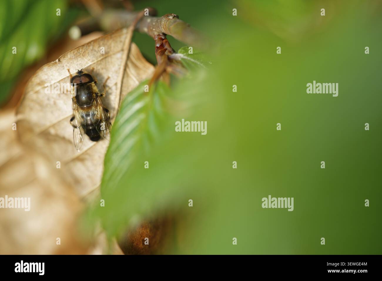 Eine Walddungbiene (Eristalis pertinax) auf einem braunen Blatt einer europäischen Buche (Fagus silvatica), Kempen, Landkreis Viersen, Nordrhein-Westfalen Stockfoto