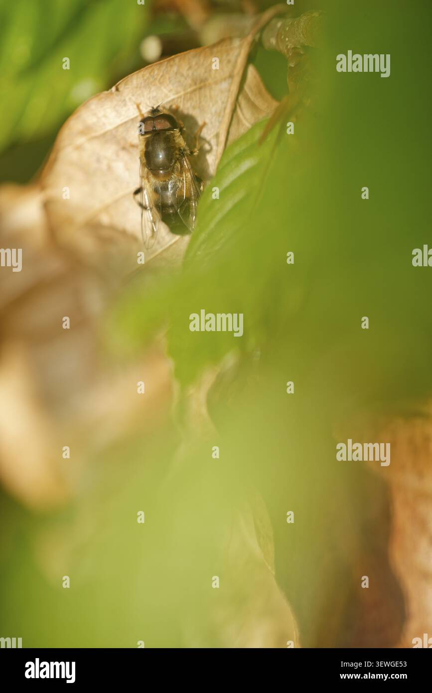Eine Walddungbiene (Eristalis pertinax) auf einem braunen Blatt einer europäischen Buche (Fagus silvatica), Kempen, Landkreis Viersen, Nordrhein-Westfalen Stockfoto