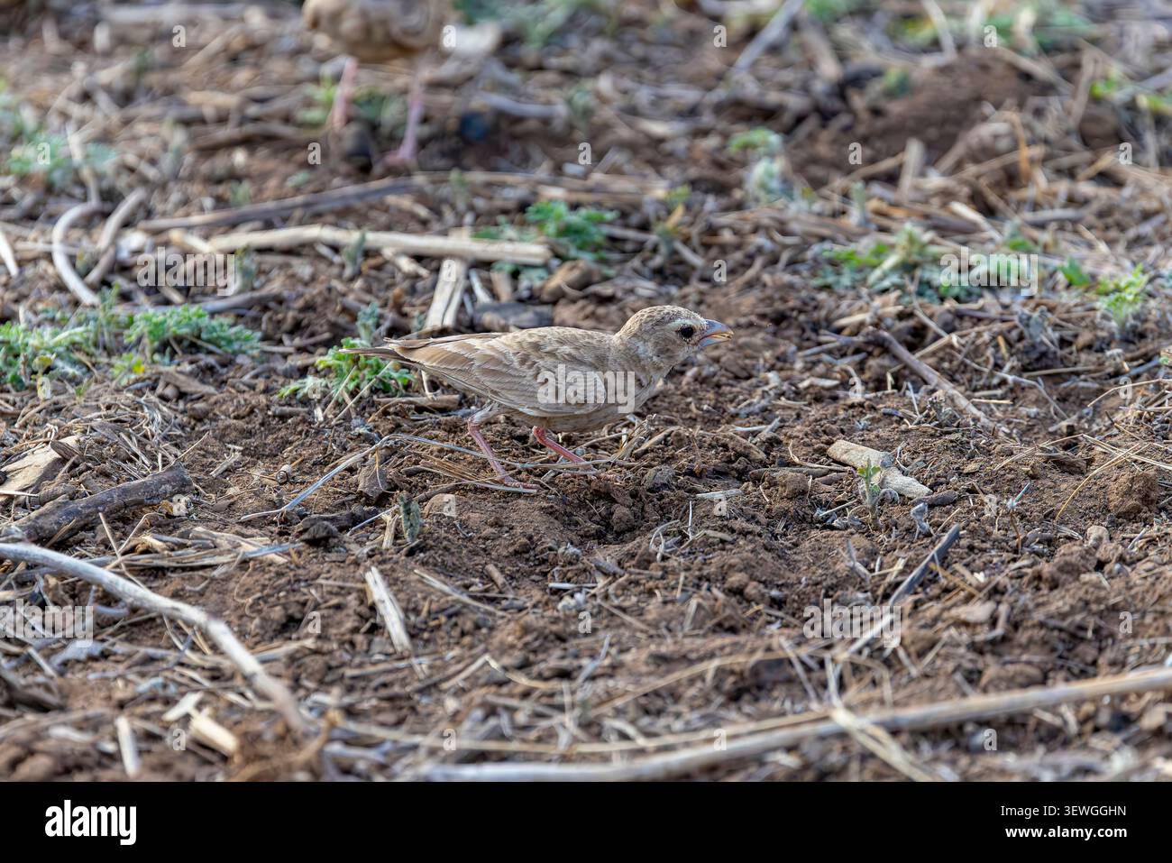 Ein weiblicher Ashy-gekrönter Sparrow Lark (Eremopterix griseus) liegt im Ranthambore-Nationalpark, Indien, der sich in das Trockenrasengebiet einfügt. Stockfoto