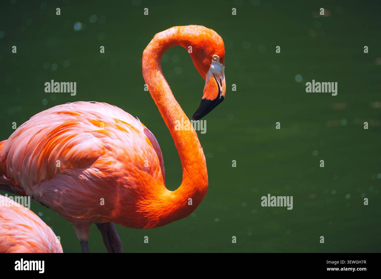 Allein Flamingo, der in ruhigem, grünem Wasser steht Stockfoto