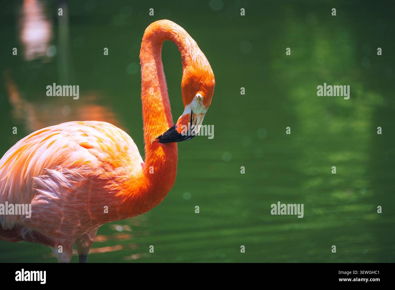 Nahaufnahme eines amerikanischen Flamingos mit hellrosa Federn Stockfoto