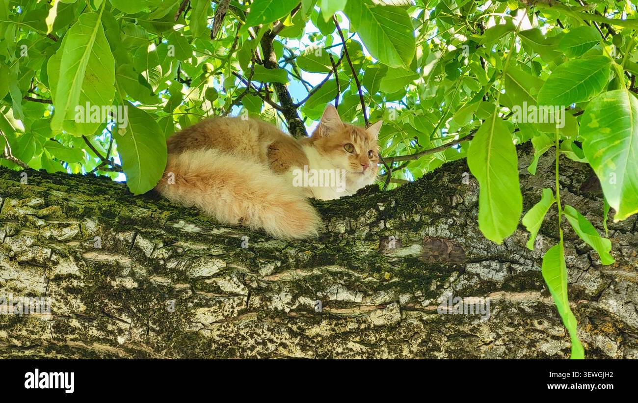 Rote und weiße langhaarige Katze auf einem großen Baum, umgeben von leuchtenden grünen Blättern in der Schweizer Landschaft Stockfoto