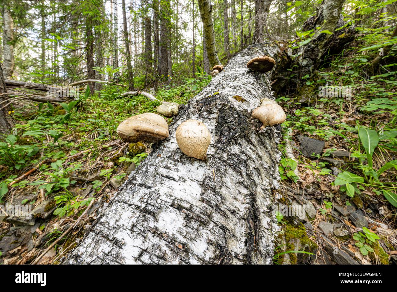 Pilze auf einem verrottenden Birkenstamm im Wald Stockfoto