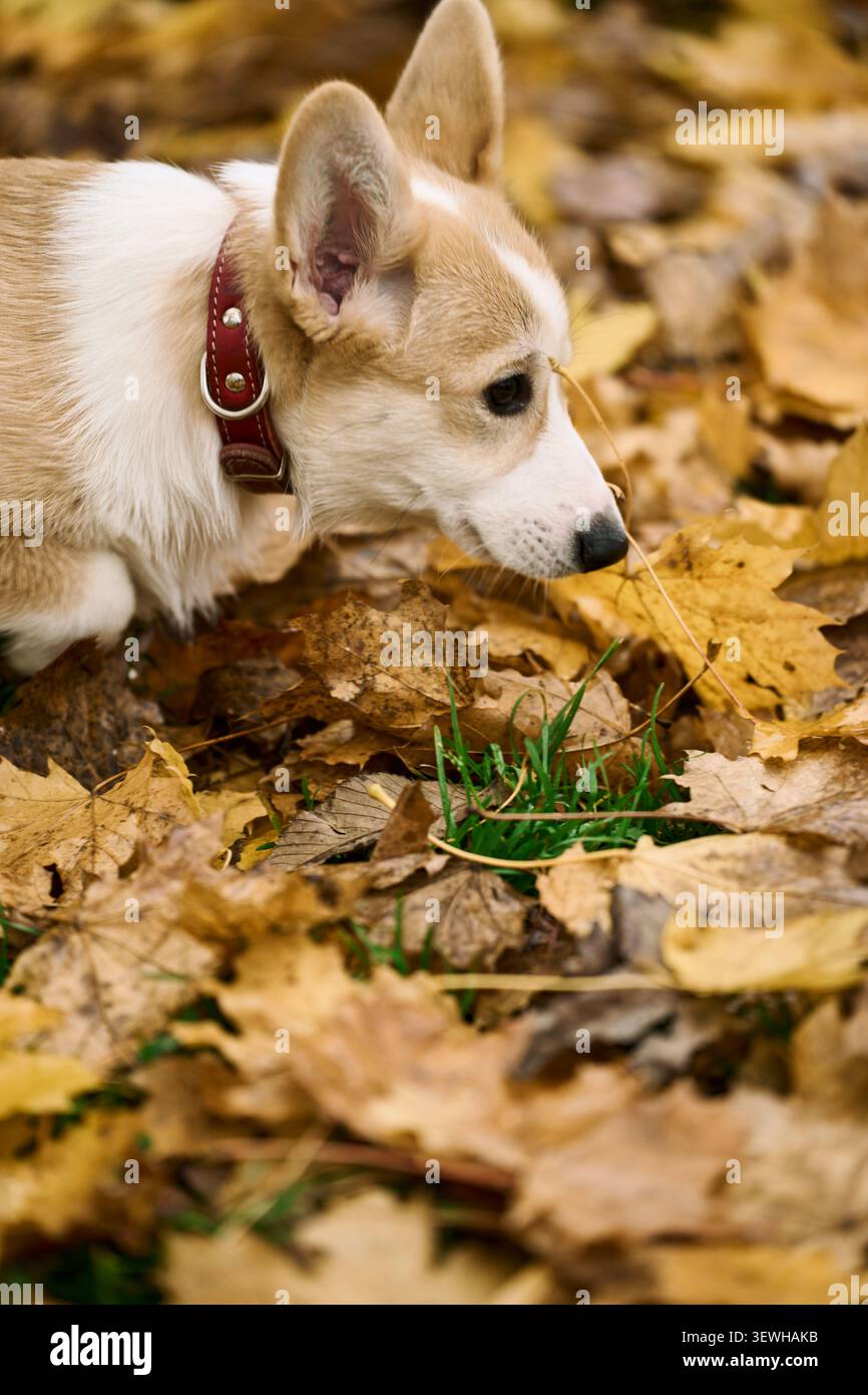 Ein ruhiger Corgi-Hund, der inmitten von herbstlichen Blättern in einer ruhigen Umgebung steht und sein flauschiges Fell und seine natürliche Schönheit in einem saisonalen Thema mit zeigt Stockfoto