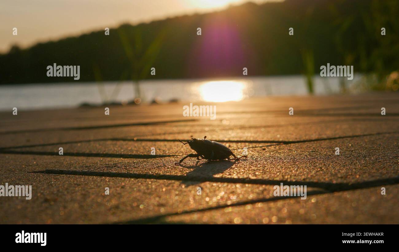 ein kleiner Käfer geht im ersten Sonnenlicht vorbei Stockfoto