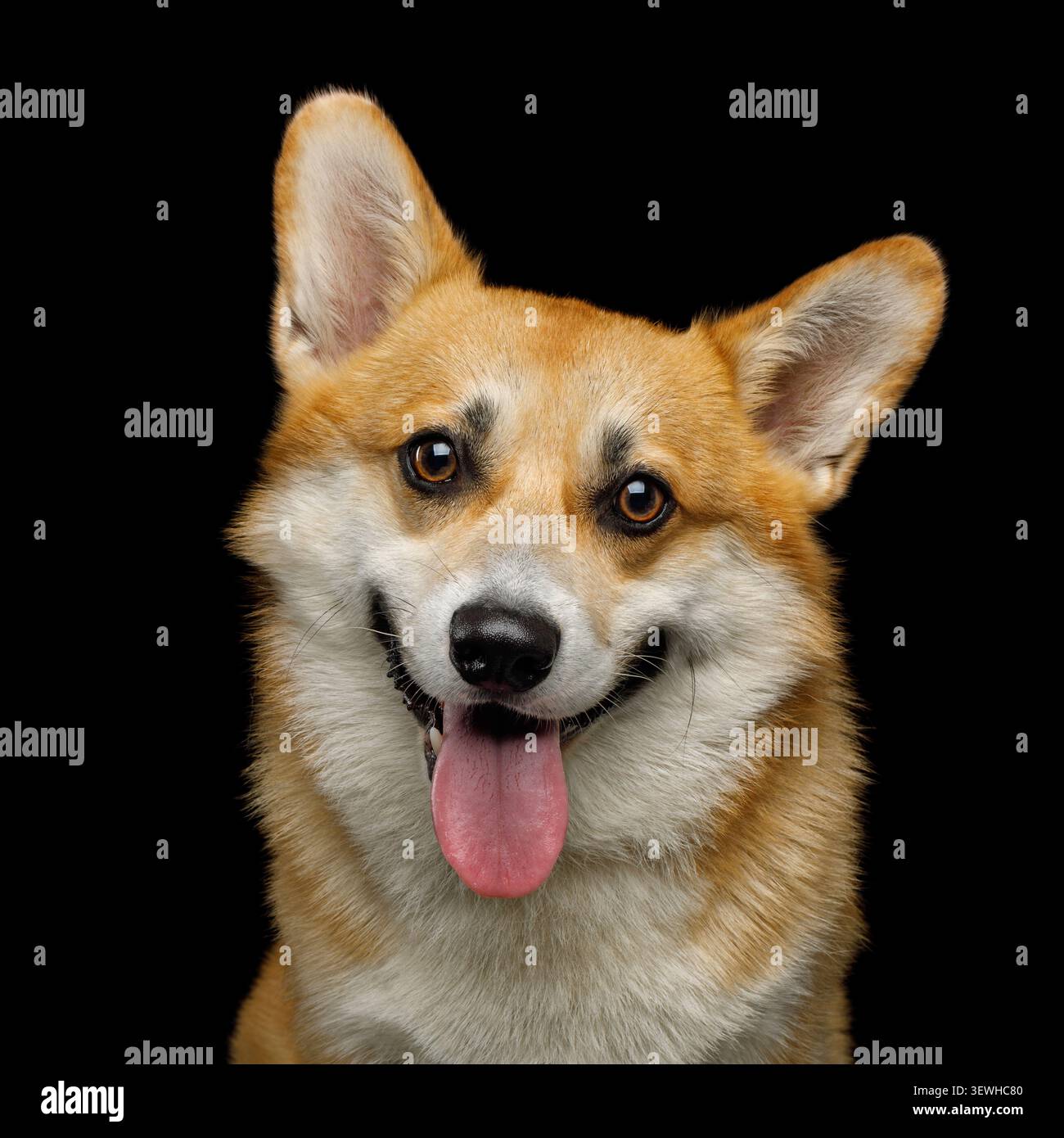 Porträt des lustigen Hundecorgi pembroke im Studio vor schwarzem Hintergrund Stockfoto