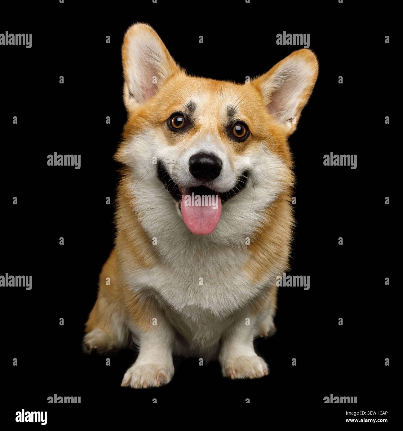 Lustiger Hund Corgi pembroke im Studio vor schwarzem Hintergrund Stockfoto