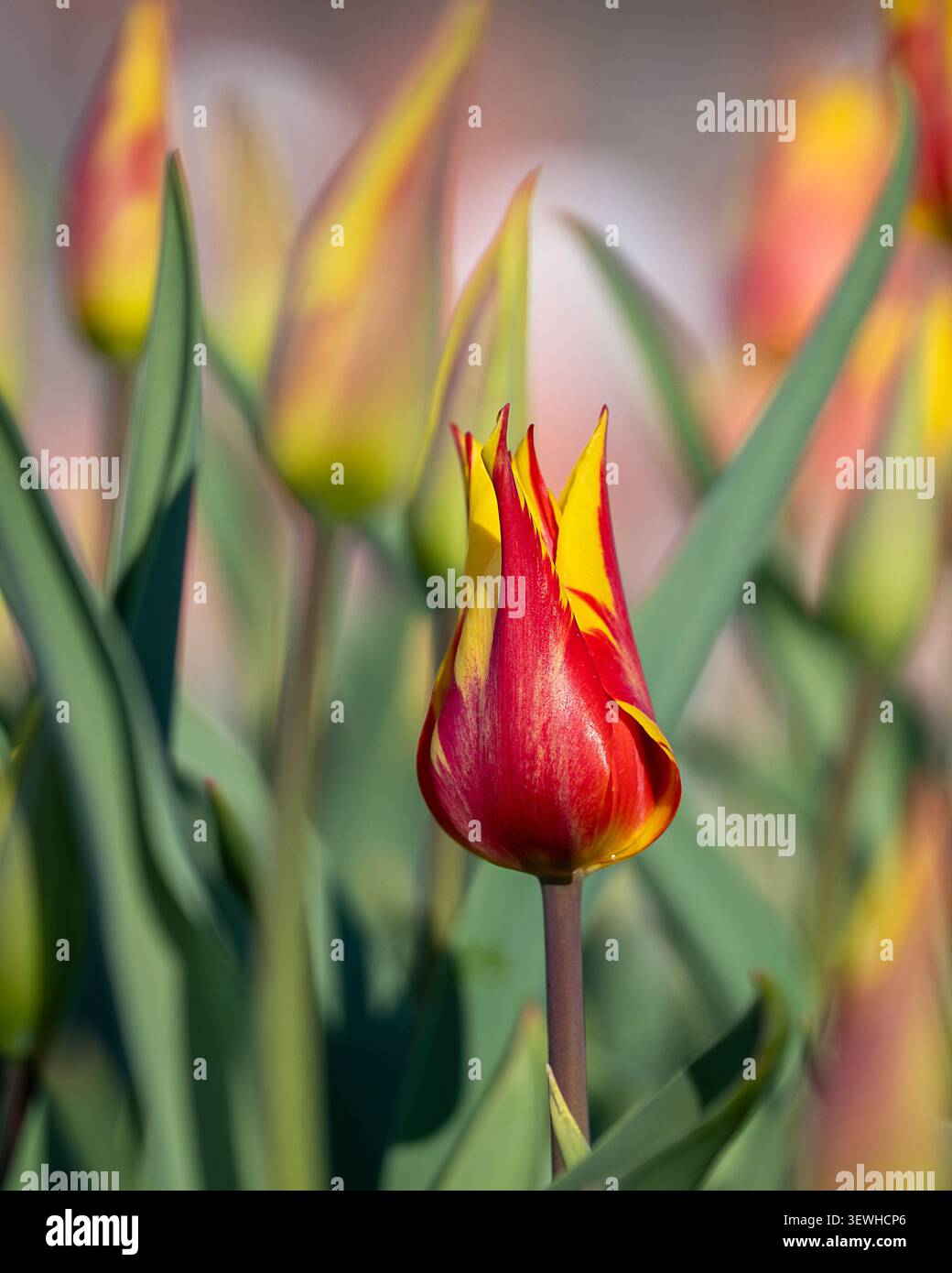 Nahaufnahme der leuchtenden Tulipa „Feuerwerk“-Tulpen mit auffälligen gelben Blütenblättern und kräftigen karmesinroten Flammen, beleuchtet von warmem Sonnenlicht der goldenen Stunde. Stockfoto