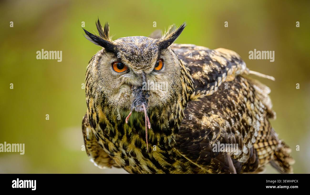 Nahporträt eines eurasischen Uhus mit orangen Augen, der Beute im Schnabel hält. Stockfoto