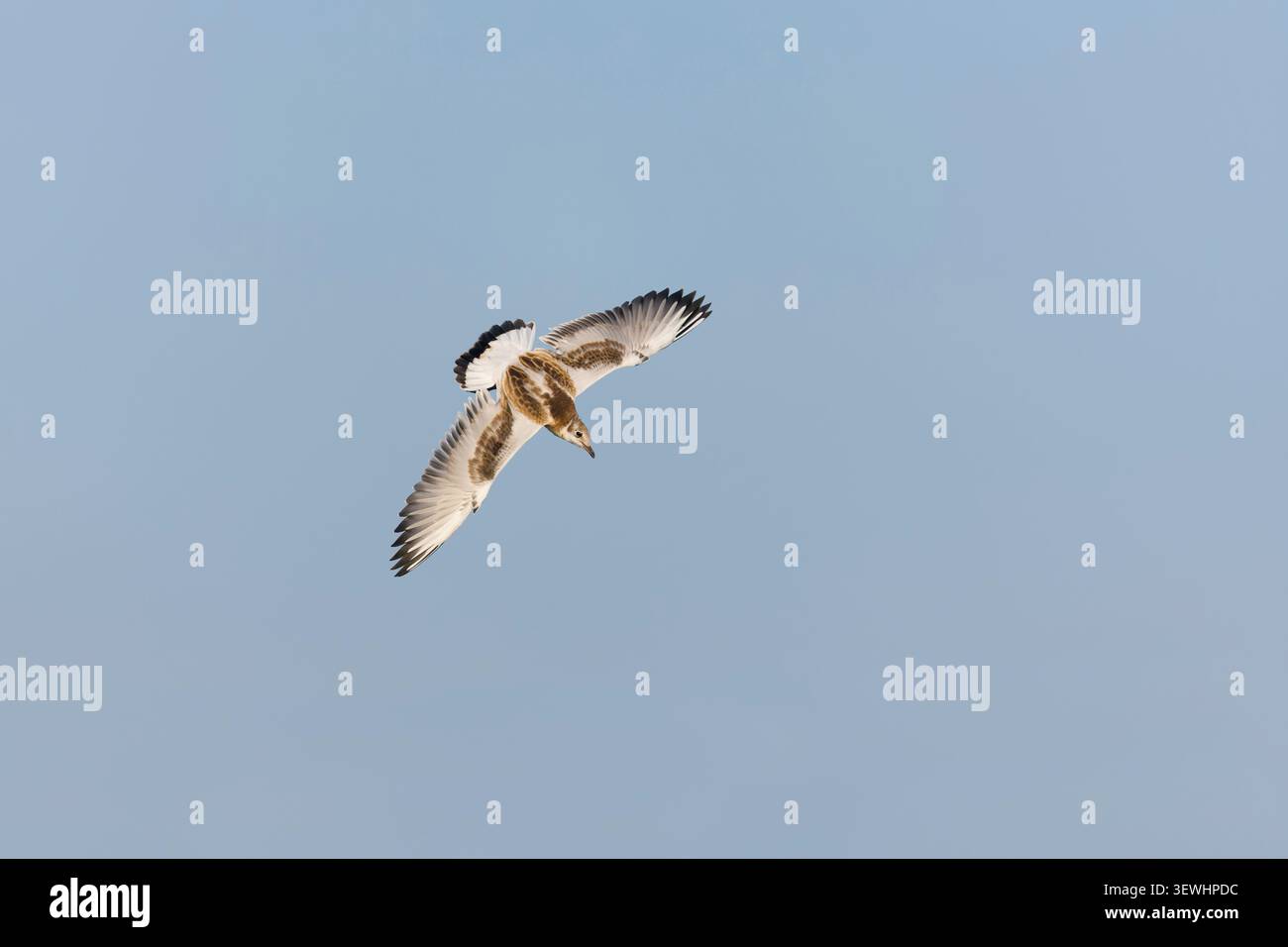 Schwarzmöwe Chroicocephalus ridibundus, Jungflieger, Suffolk, England, Juni Stockfoto