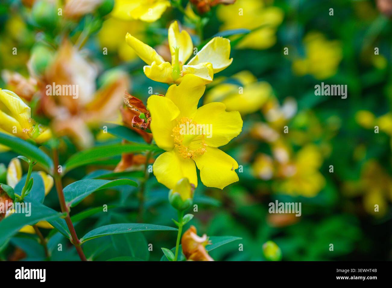 Leuchtend gelbe Johanniskraut-Blumen blühen in einem Garten. Stockfoto