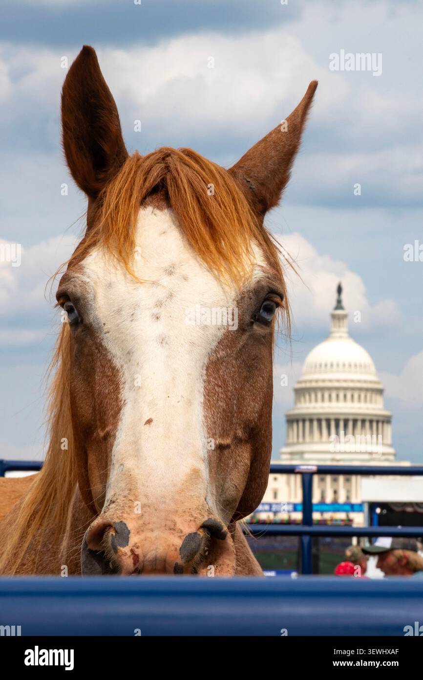 Washington, DC, USA. Juni 2026. Das Rodeo 250 findet in der National Mall im Rahmen der Great American State Fair statt. Die Messe wurde von Präsident Donald Trump anlässlich des 250. Geburtstages der Vereinigten Staaten organisiert. Quelle: Jim West/Alamy Live News Stockfoto
