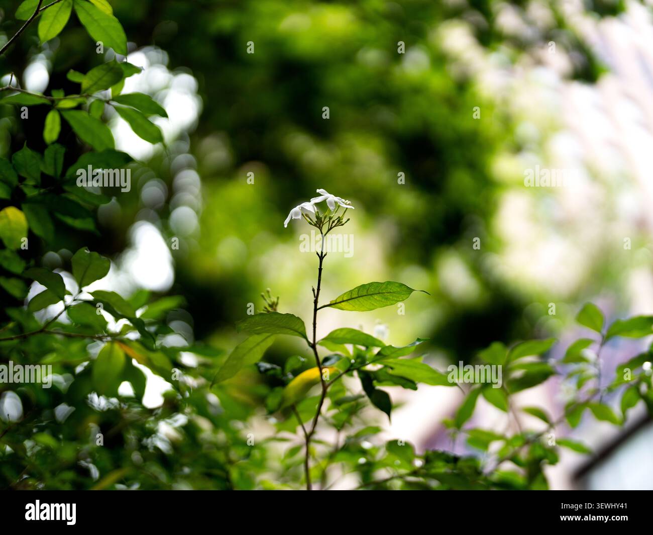 Zarte weiße Jasminblüte auf schlankem Stiel mit traumhaft cremigem Bokeh-Hintergrund Stockfoto