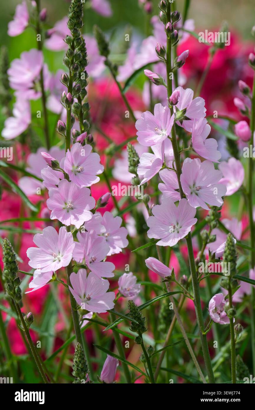 Sidalcea Sussex Beauty, Prairie Mallow, Untertassen-förmige blassrosa Blüten Stockfoto