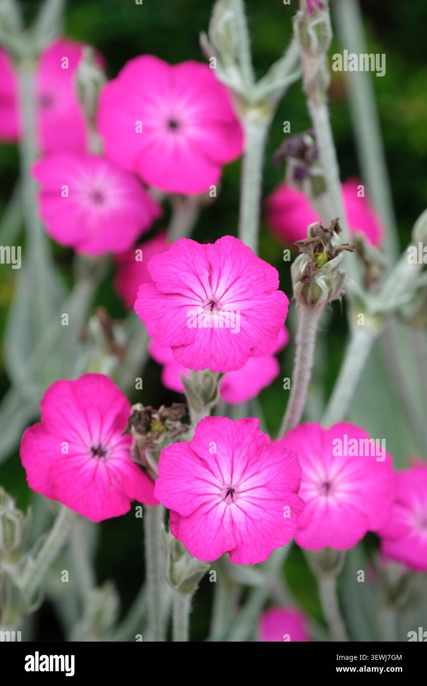 Silene coronaria, Rose campion, silbrig-graue gefilzte Blätter, Sprays von langstieligen, rosaroten Blüten Stockfoto