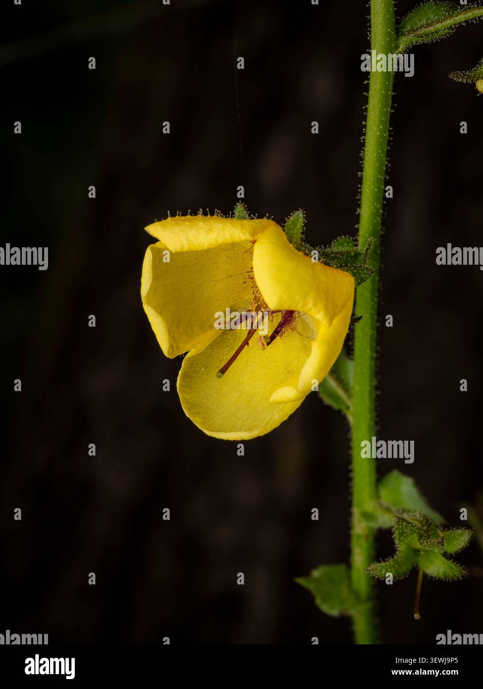 Makrofoto eines leuchtenden gelben Knäppchen-Wildblumenblütenblattes, das auf einem strukturierten grünen Stiel vor dunklem Hintergrund blüht Stockfoto