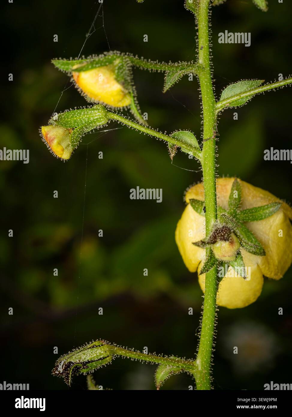 Makroaufnahme eines strukturierten grünen Mauleinpflanzenstiels mit haarigen Trichomen und blühenden gelben Blütenknospen Stockfoto