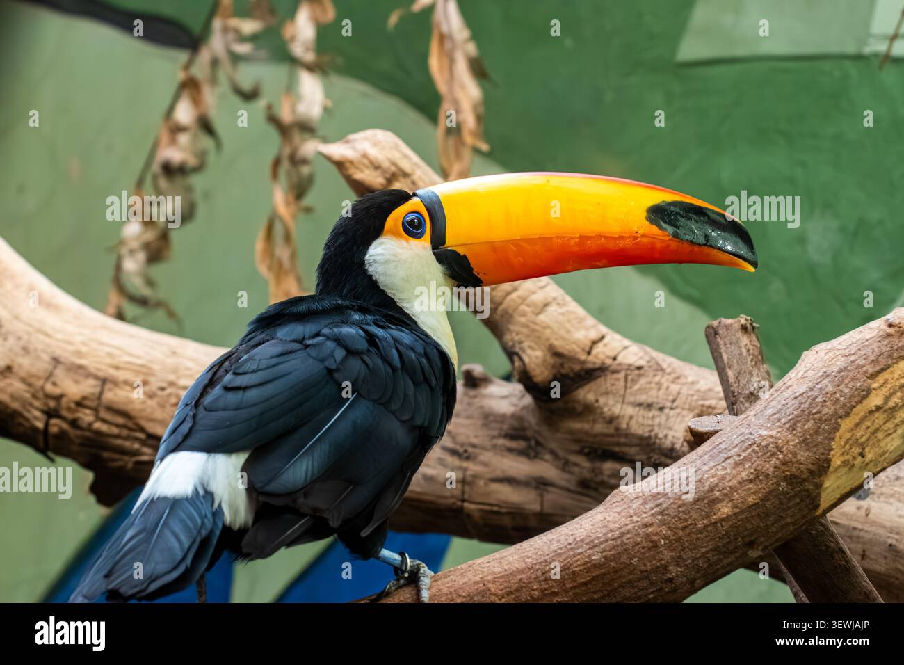 Toco-Tukan-Vogel sitzt auf einem Baumzweig Stockfoto