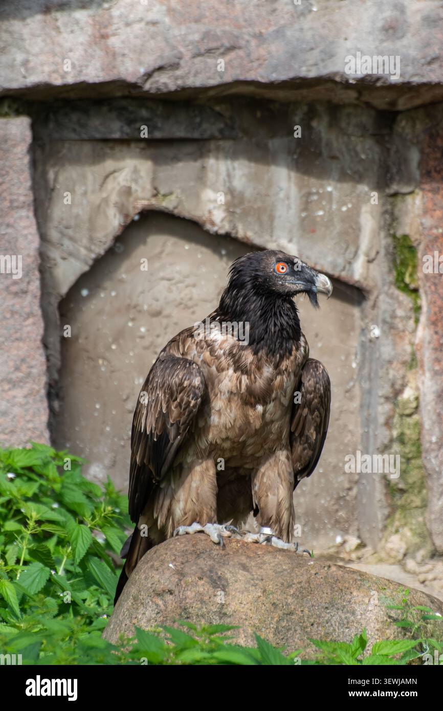 Geier, der auf einem Felsen in der Nähe einer Steinmauer steht Stockfoto