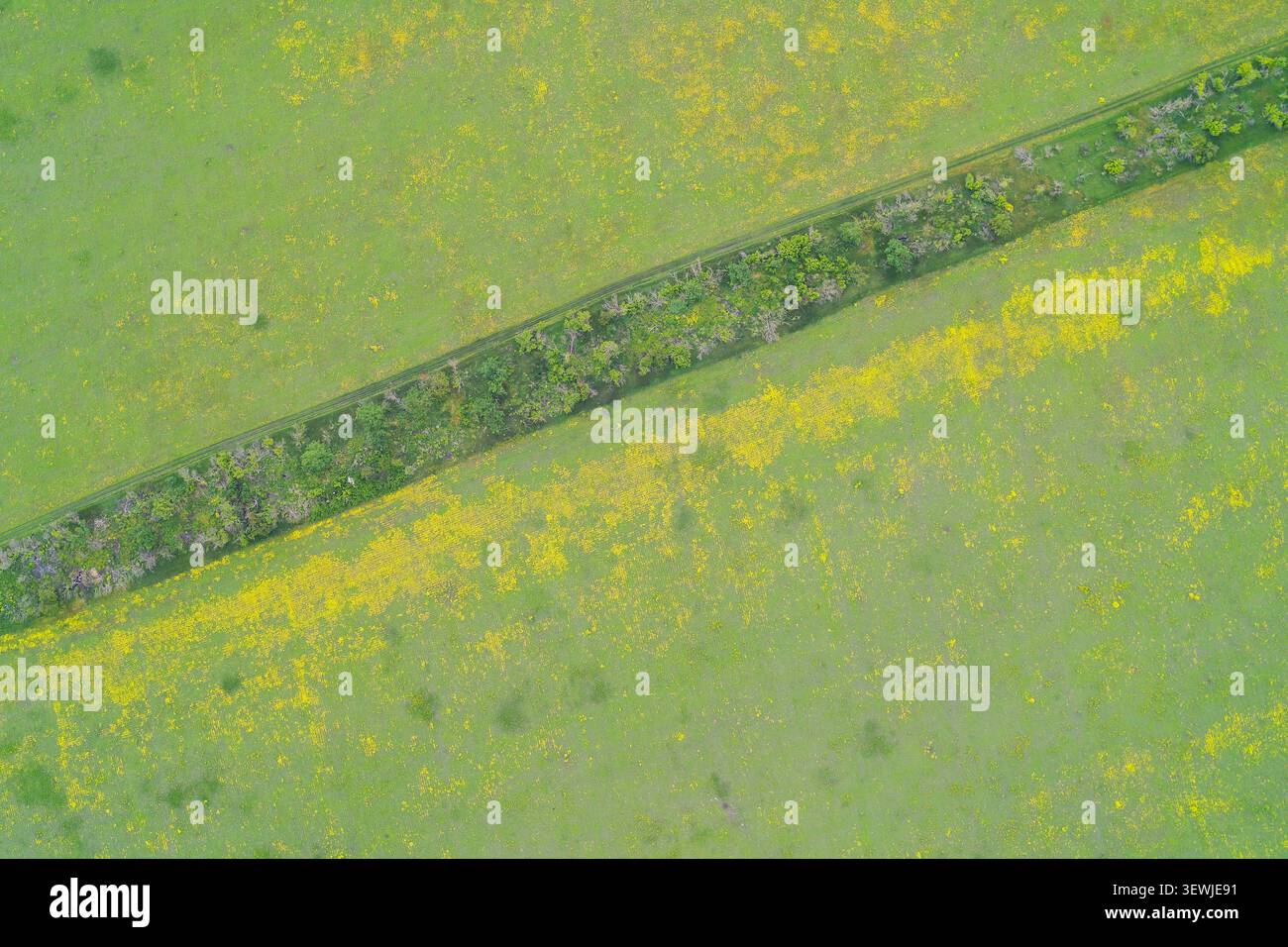 Helle blühende Wiese mit gelben Wildblumen, geometrisch durch eine diagonale Baumhecke geteilt. Malerische, kreative abstrakte Natur aus der Perspektive der Drohne in großer Höhe. Stockfoto