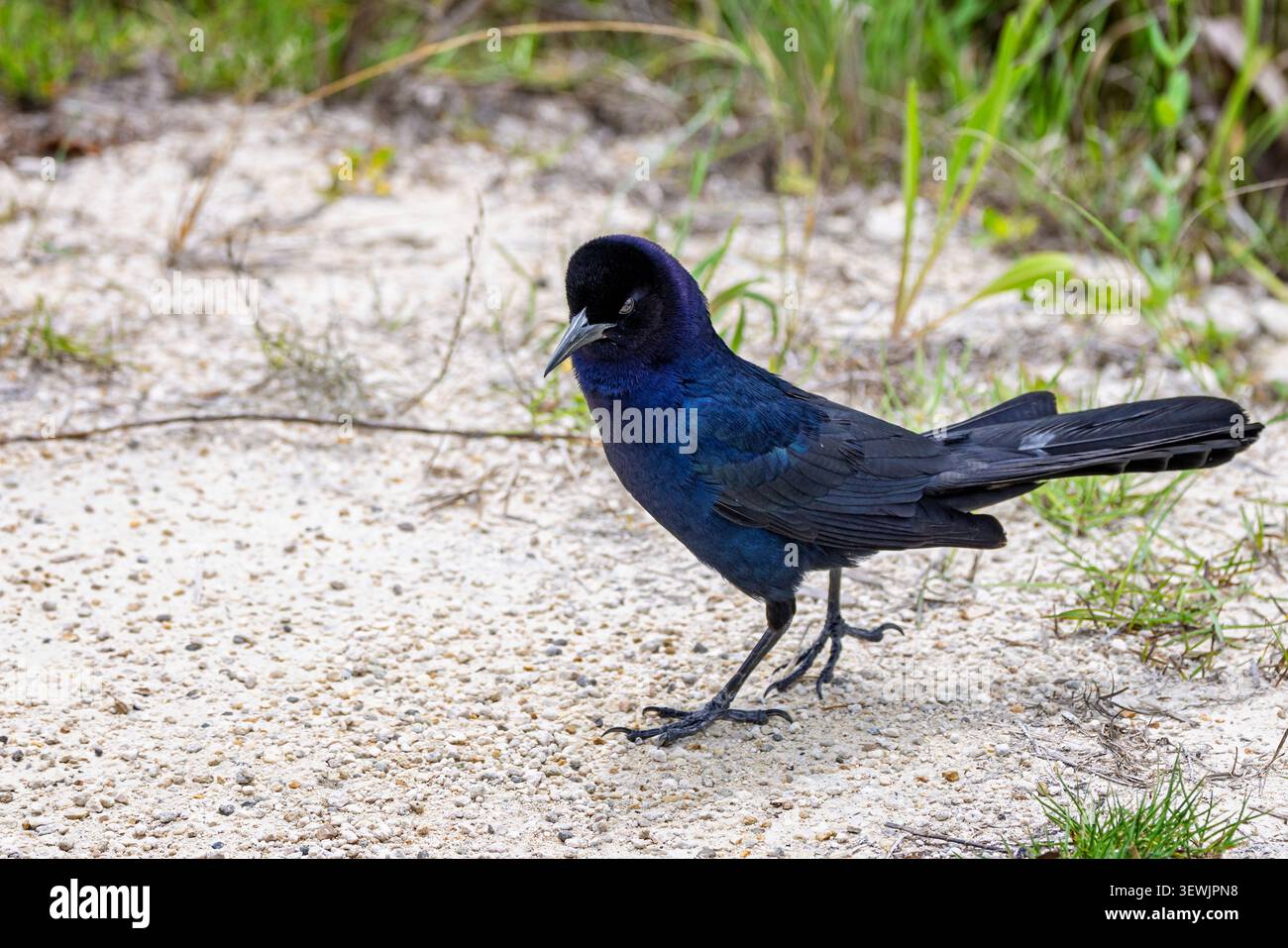 Nahaufnahme eines männlichen Bootes, das auf dem Boden im Merritt Island National Wildlife Refuge, Florida, USA Stockfoto
