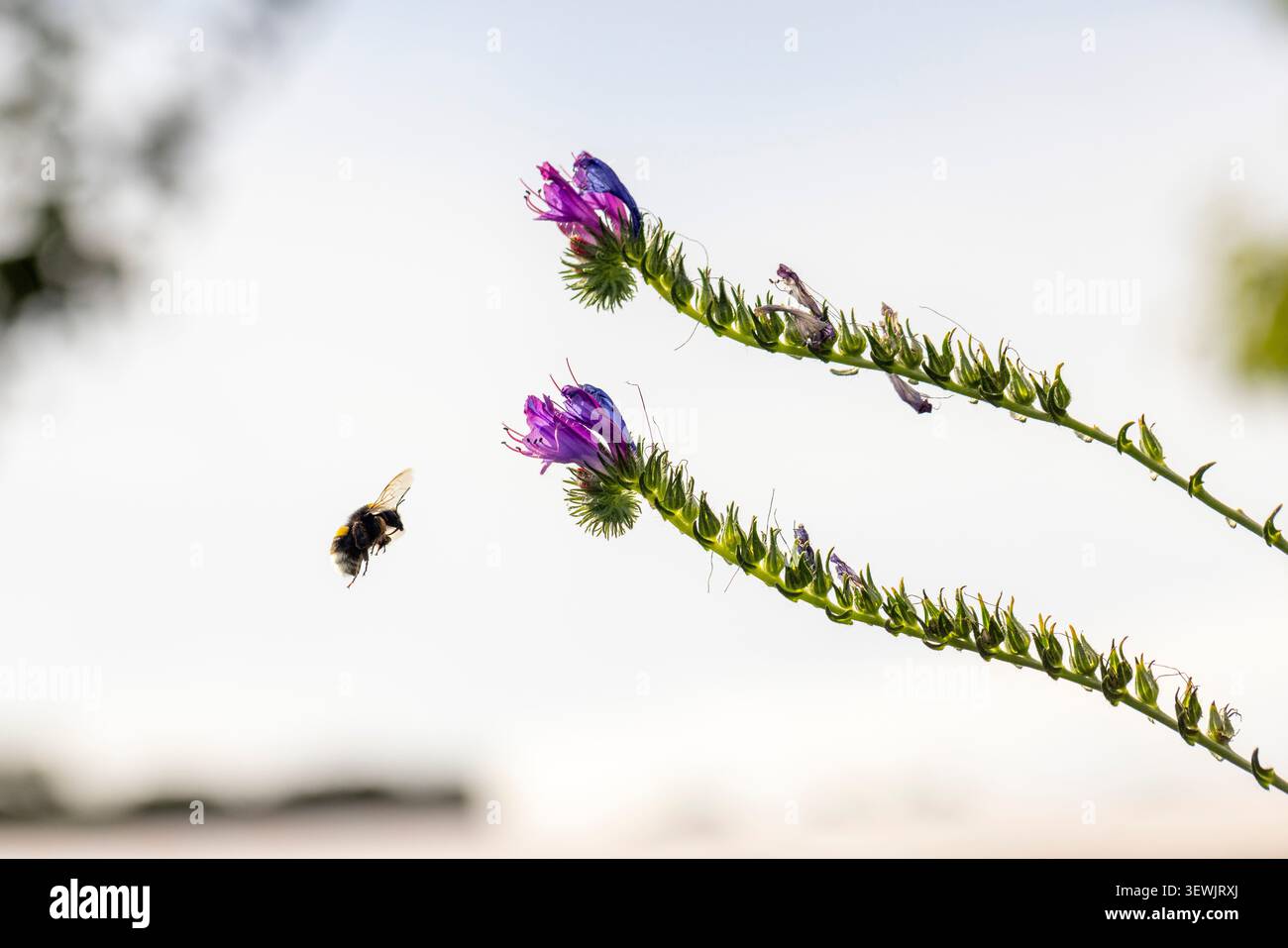 Hummel nähert sich leuchtenden lila Blüten und fängt das Wesen des Frühlings, der Natur und des lebenswichtigen Bestäubungsprozesses ein Stockfoto