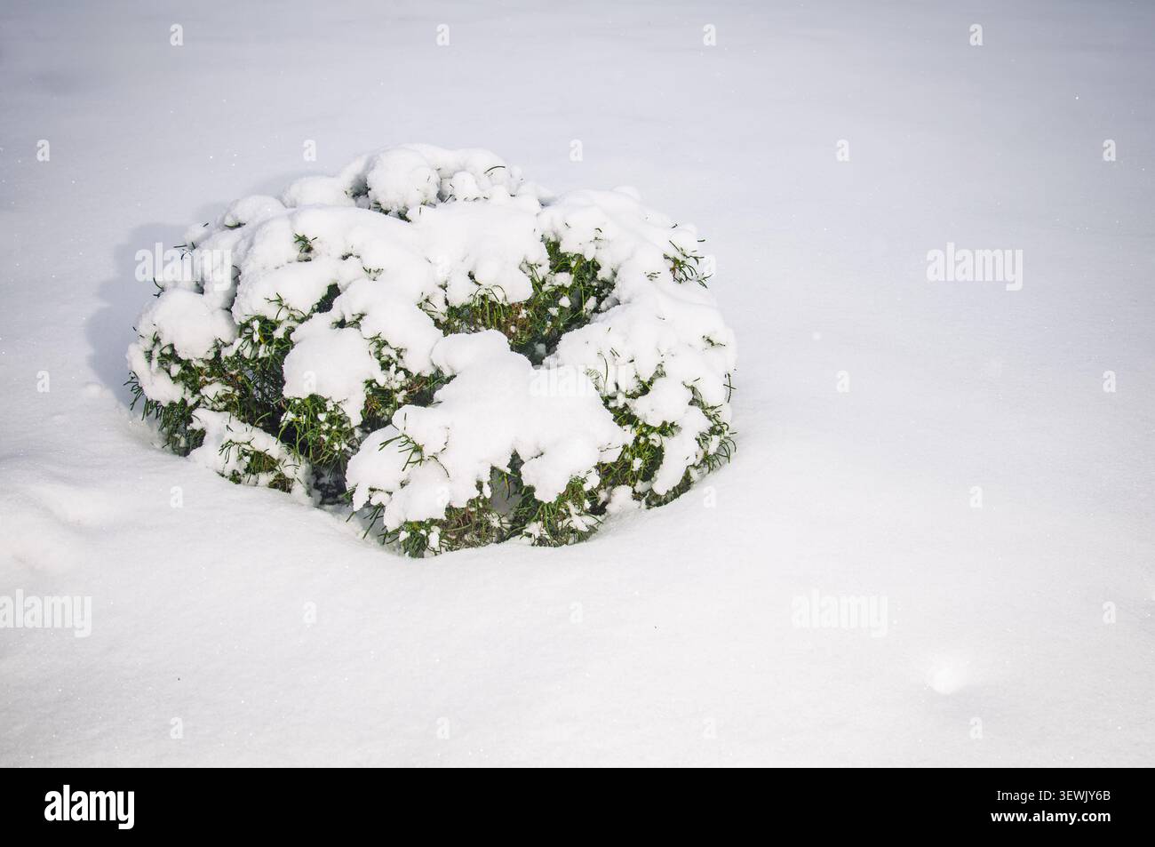 Immergrüner Busch, der an einem Wintertag mit weichem weißem Schnee bedeckt ist Stockfoto