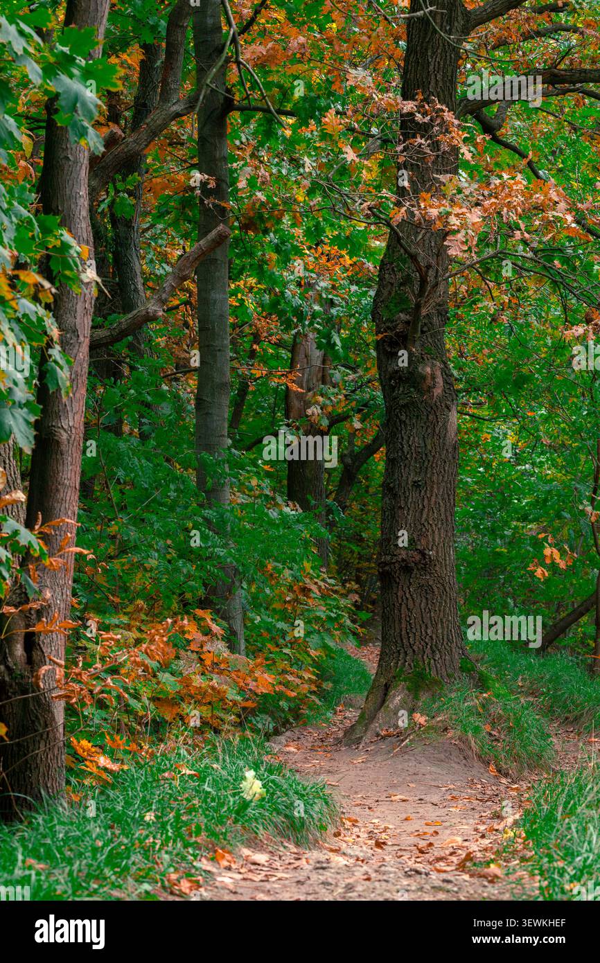 Feldweg im hellen vertikalen Bild der Startsaison des Herbstes Stockfoto
