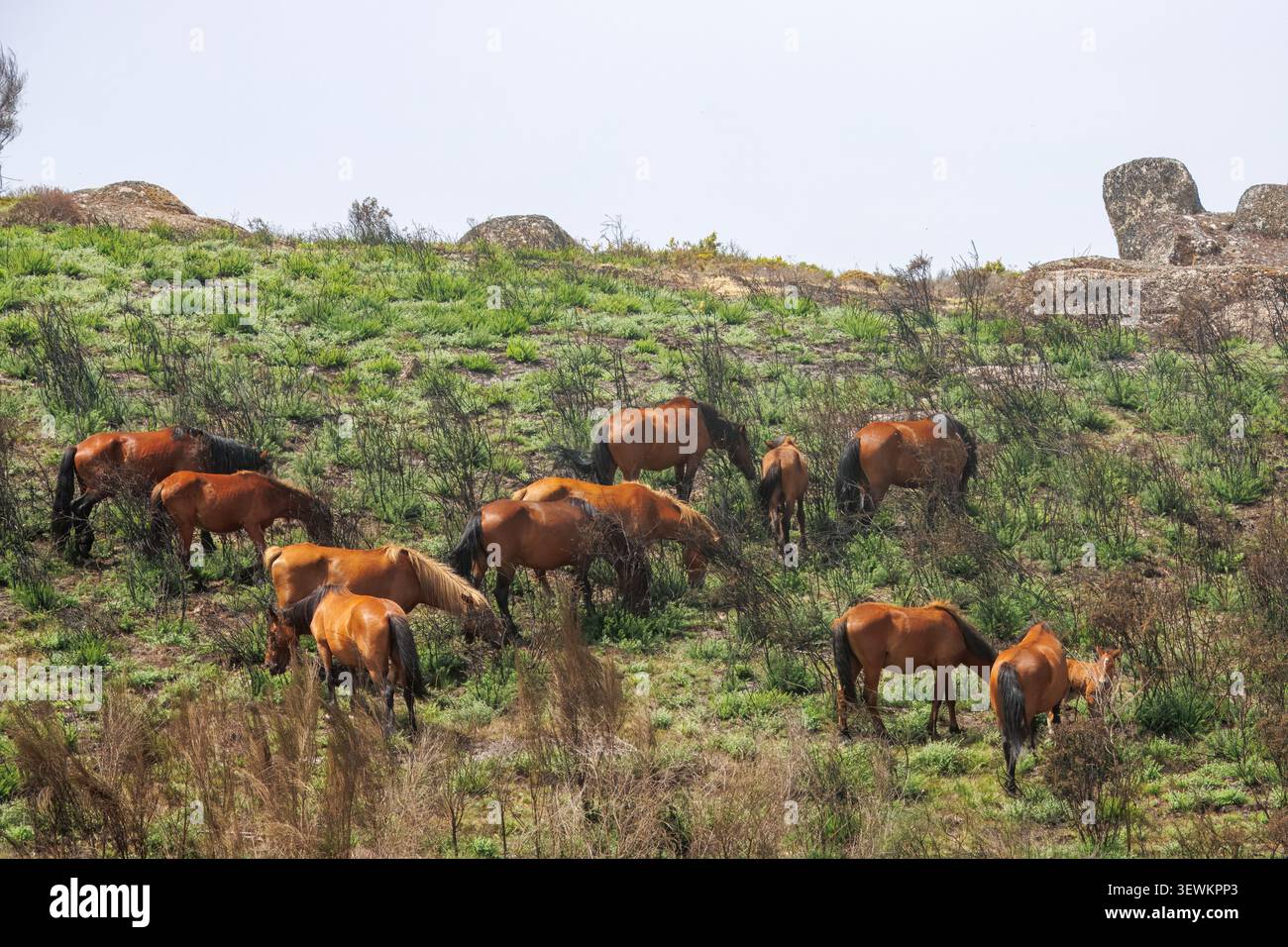 Eine große Herde wilder brauner Pferde, die auf einem grasbewachsenen Hang unter klarem Himmel mit großen Felsformationen weiden. Stockfoto