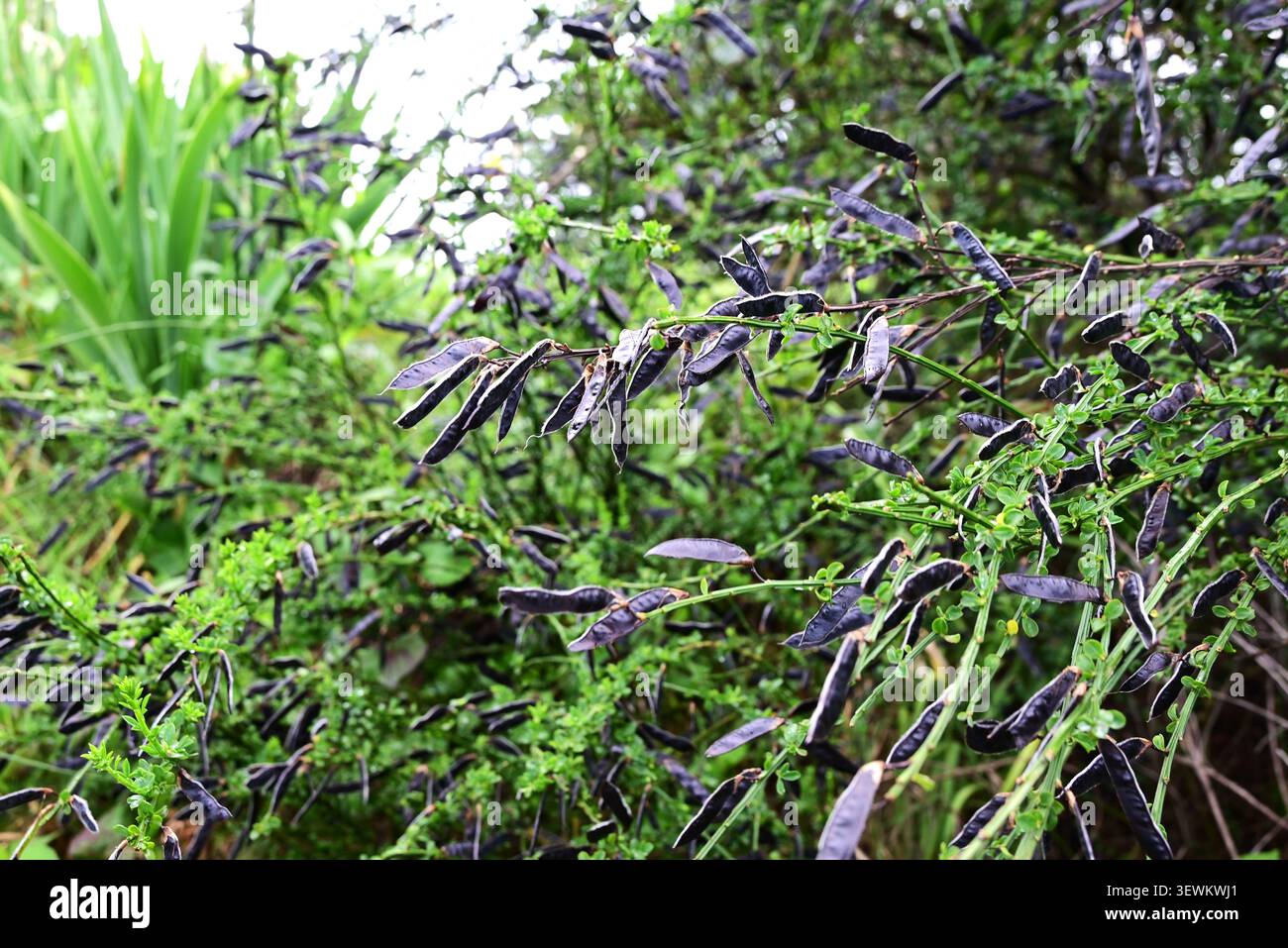 Cytisus scoparius 'Andreanus'. Fabaceae, er produziert gelbe Blüten mit roten Markierungen und die daraus entstehenden Hülsen reifen zu schwarz Stockfoto