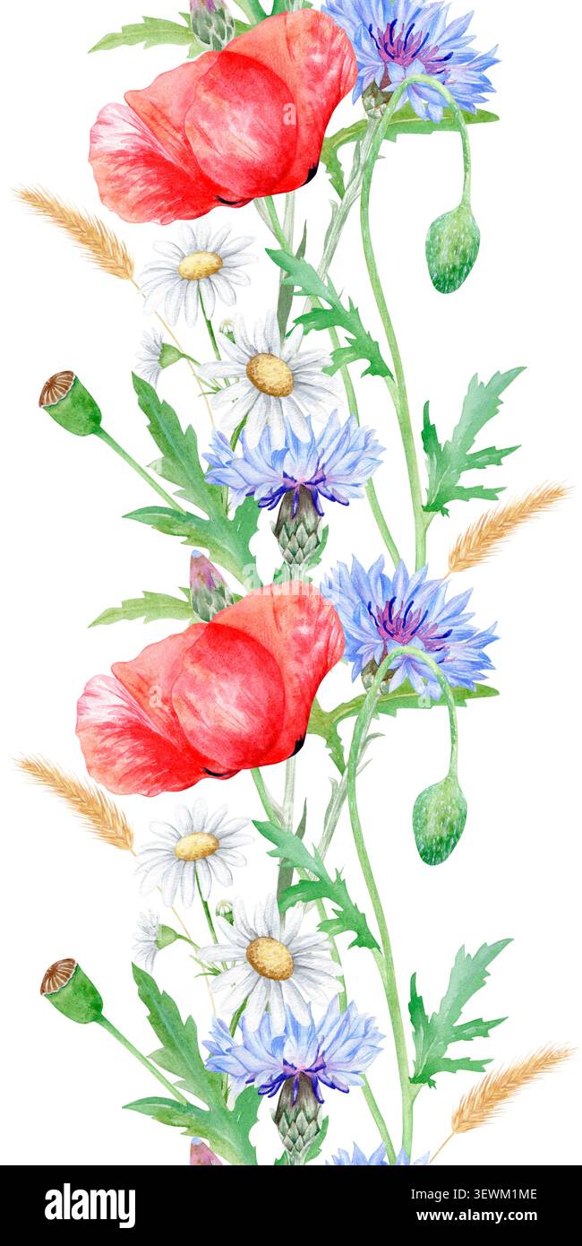 Nahtloser Blumenrand mit rotem Mohn, blauen Kornblumen, Kamille und Weizenohren. Handgezeichnetes botanisches Design auf weißem Hintergrund Stockfoto