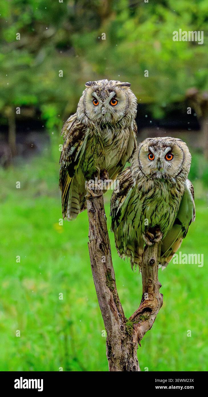 Eulen sitzen auf einem hölzernen Ast mit hellorangefarbenen Augen auf einem grünen natürlichen Hintergrund. Stockfoto