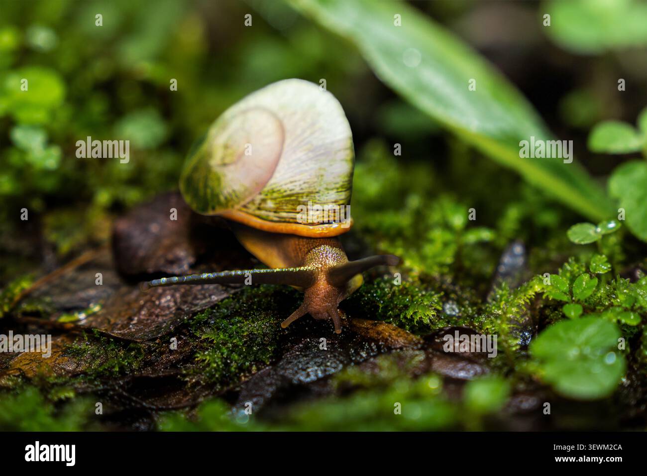 Tropische Landschnecke auf moosy Forest Boden im El Yunque National Forest Puerto Rico Stockfoto