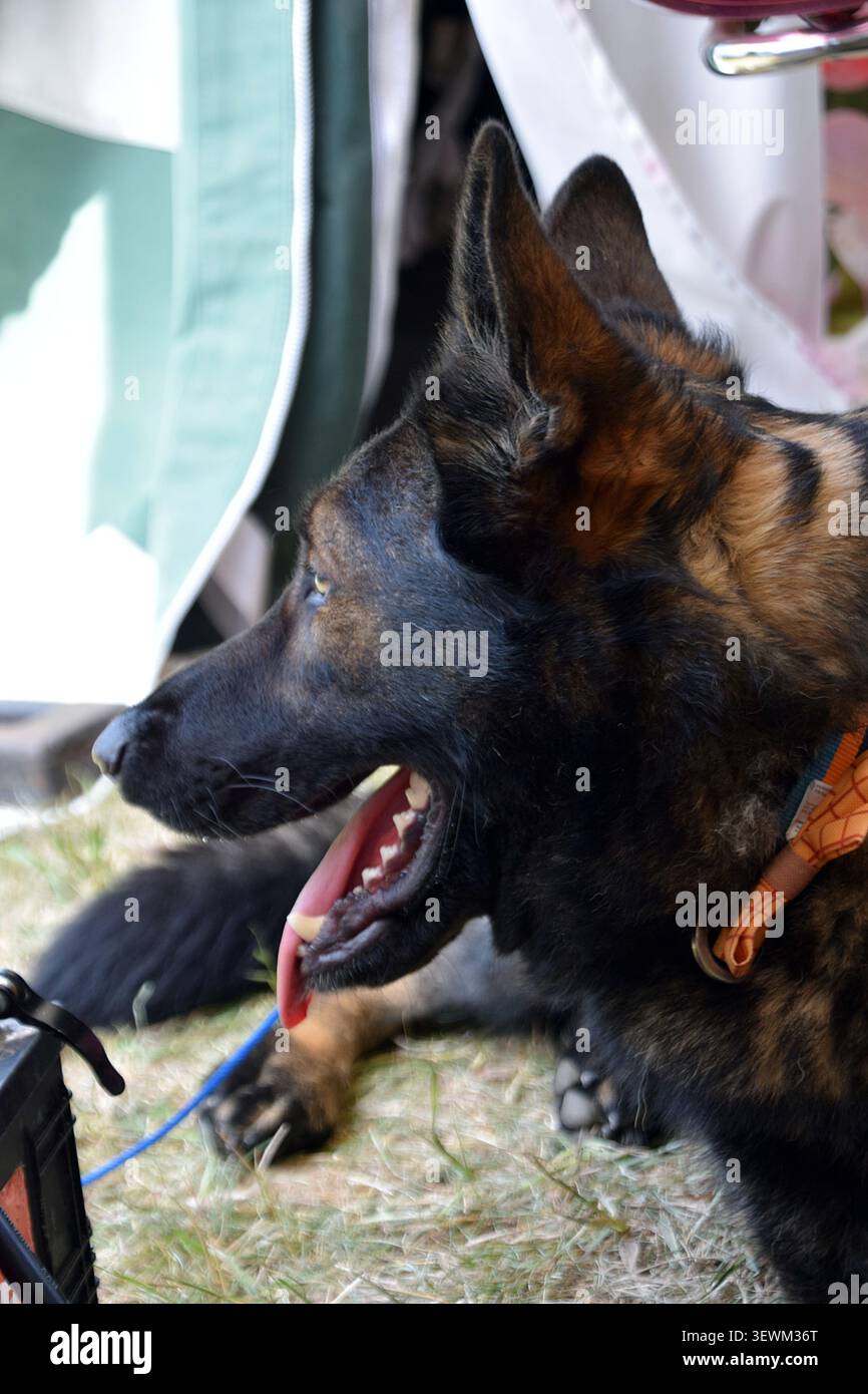 Deutscher Schäferhund ruht während des Bottisham at war Living History Events Stockfoto