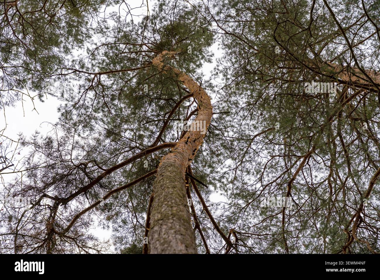 Verdrehter Kiefernstamm in einem Wald in der Tschechischen Republik Stockfoto