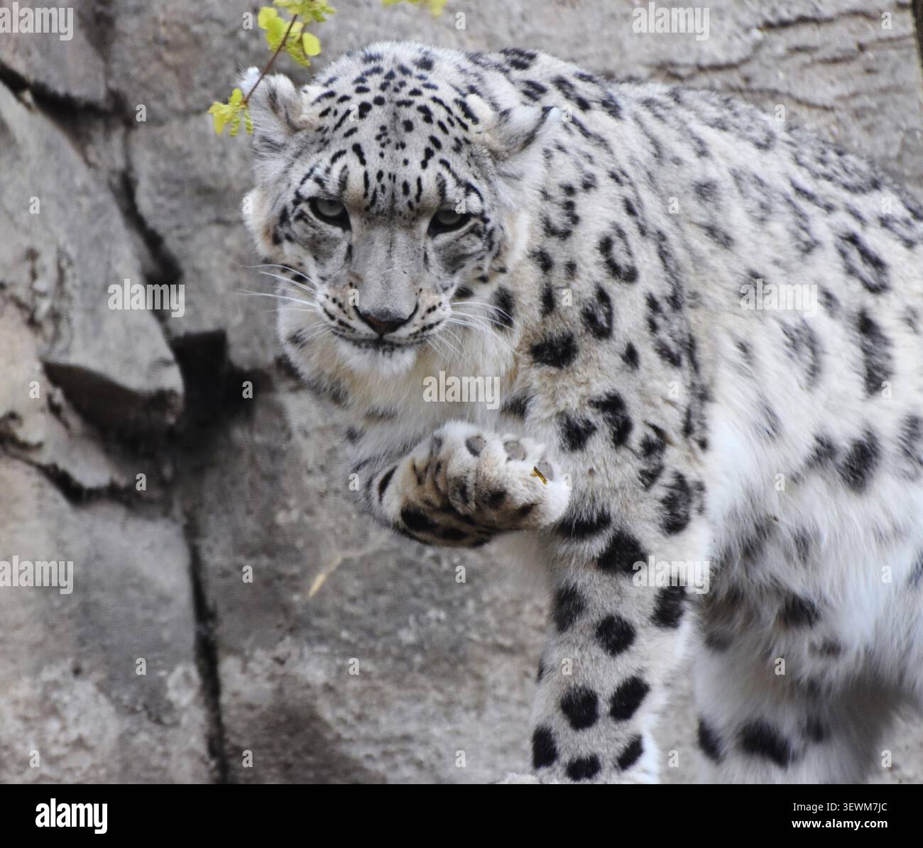Ein getarnter Schneeleopard (Panthera uncia), eine Katze aus den Bergen Asiens Stockfoto