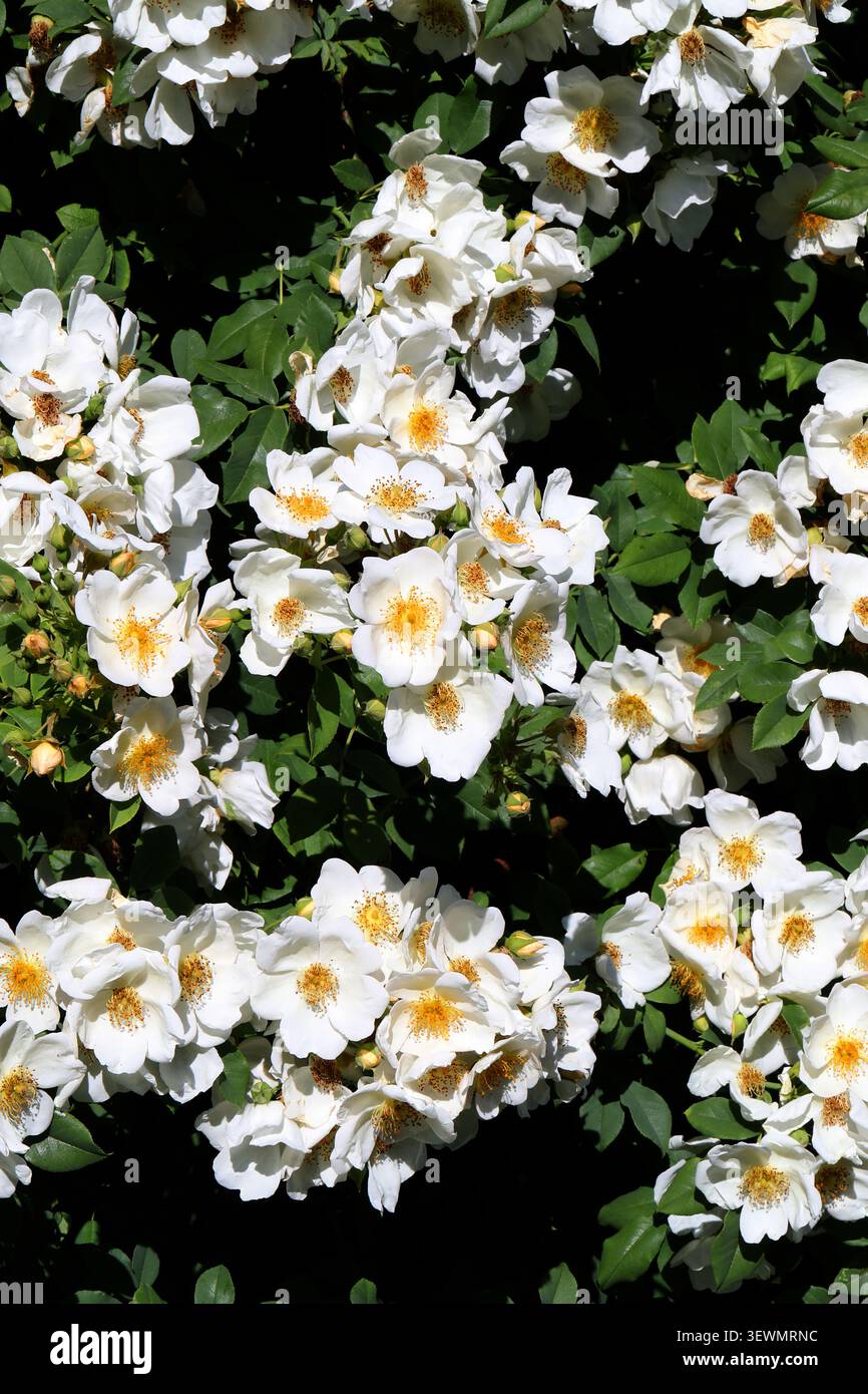 Helen's Rose, Rosa helenae, Rosaceae. Südzentralchina. Ein kräftiger, großer Kletterer, bis zu 6 m hoch, mit Dornstämmen. Stockfoto