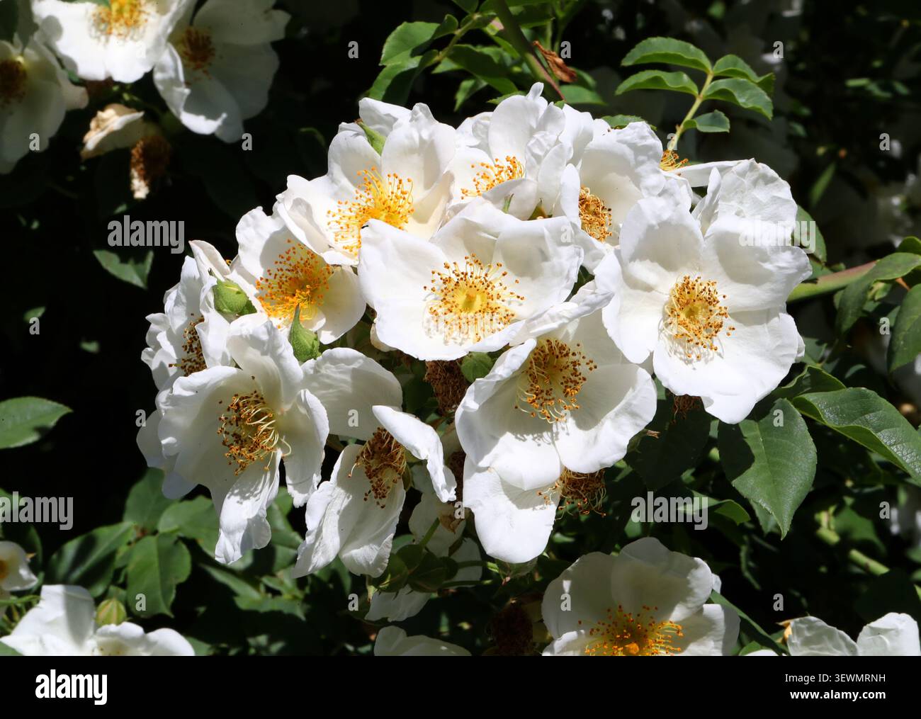 Helen's Rose, Rosa helenae, Rosaceae. Südzentralchina. Ein kräftiger, großer Kletterer, bis zu 6 m hoch, mit Dornstämmen. Stockfoto